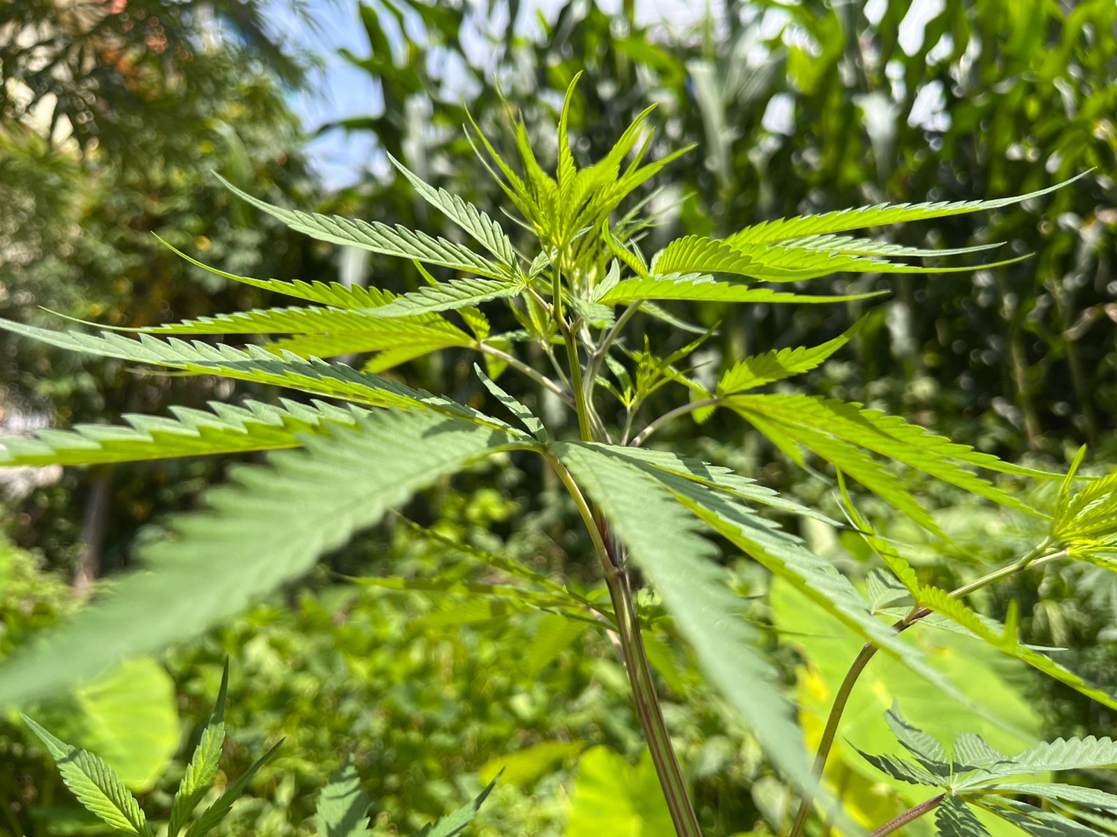 https://www.nepalminute.com/uploads/posts/Cannabis plants can easily be found growing in various locations in Nepal1657179608.jpg